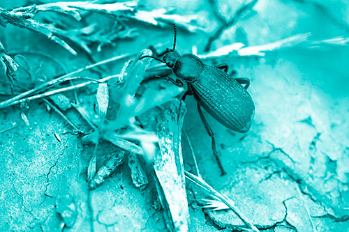 Beetle Searching Dry Land For Food (Cyan Shade Photo)