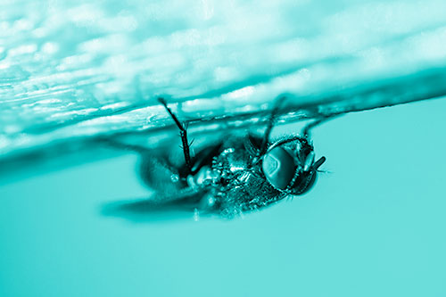 Big Eyed Blow Fly Perched Upside Down (Cyan Shade Photo)