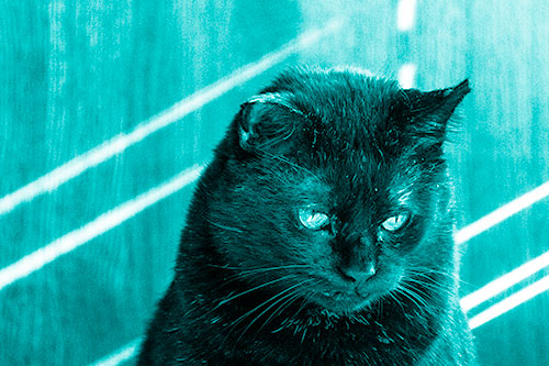 Black Cat Looking Downwards Among Sun Rays (Cyan Shade)