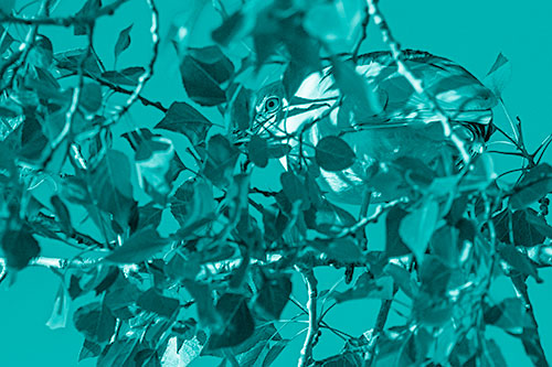 Black Crowned Night Heron Hiding Among Leaves (Cyan Shade)