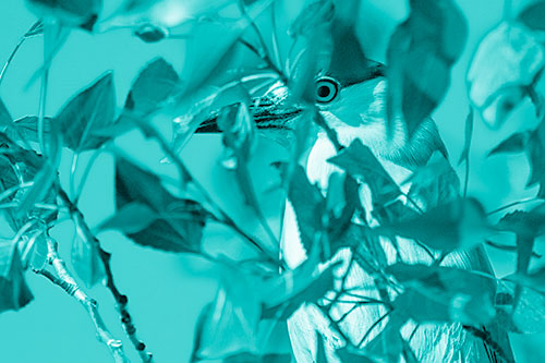 Black Crowned Night Heron Keeping Watch Among Leaves (Cyan Shade)