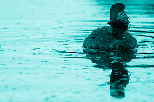 Black Necked Eared Grebe Floating Atop Lake (Cyan Shade)
