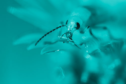 Blister Beetle Feasts Atop Gumplant Flower (Cyan Shade)