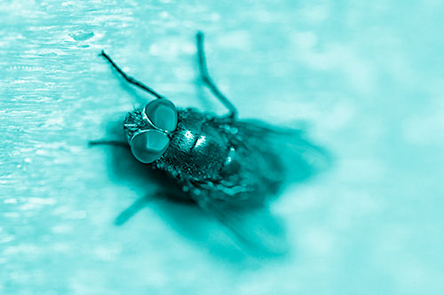 Blow Fly Spread Vertically (Cyan Shade Photo)
