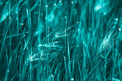 Blurry Water Droplets Clamp Onto Reed Grass (Cyan Shade Photo)