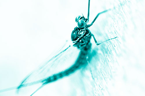 Body Bending Mayfly Resting Vertically (Cyan Shade Photo)