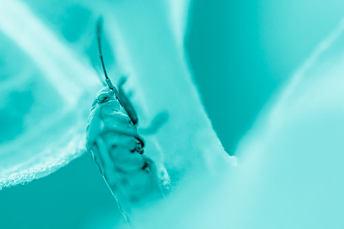 Boxelder Beetle Crawling Up Plant Stem (Cyan Shade Photo)