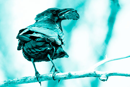 Brownie Crow Perched On Tree Branch (Cyan Shade Photo)