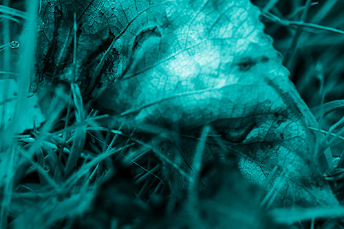 Bruised Rotting Leaf Face Among Grass (Cyan Shade Photo)