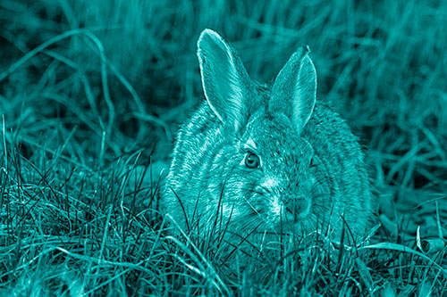 Bunny Rabbit Lying Down Among Grass (Cyan Shade Photo)