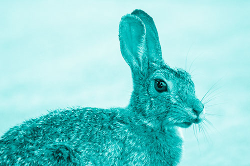 Bunny Rabbit Taking Gander Around Park (Cyan Shade)