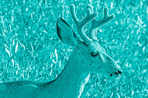 Calm Mule Deer Casually Wandering Around Vegetation (Cyan Shade)