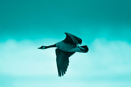 Canadian Goose Flying Among Sunrise (Cyan Shade Photo)