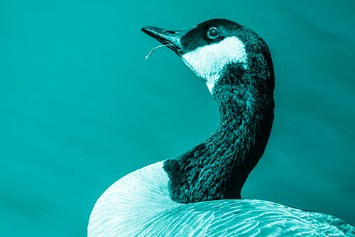 Canadian Goose Munches Single Grass Blade (Cyan Shade)