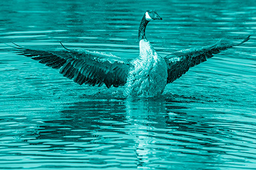 Canadian Goose Spreads Wings Among Lake Top (Cyan Shade)