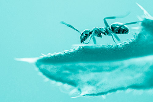 Carpenter Ant Crawls Across Spiky Thistle Leaf (Cyan Shade)