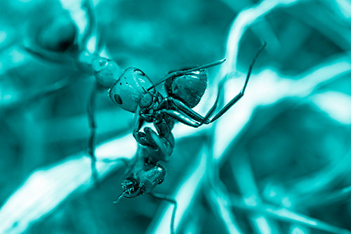 Carpenter Ant Uses Mandible Grips To Haul Dead Corpse (Cyan Shade Photo)