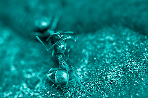 Carpenter Ants Battling Over Territory (Cyan Shade Photo)