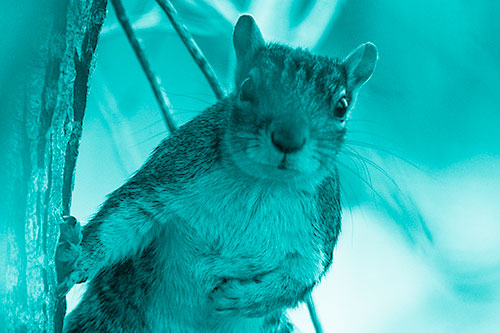 Chest Holding Squirrel Leans Against Tree (Cyan Shade Photo)