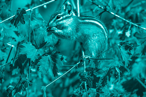Chipmunk Feasting On Tree Branches (Cyan Shade Photo)