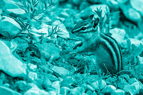 Chipmunk Ripping Plant Stem From Dirt (Cyan Shade Photo)