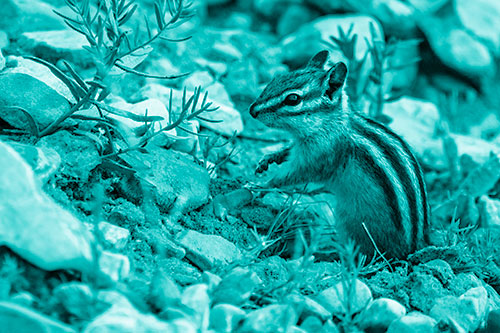 Chipmunk Ripping Plant Stem From Dirt (Cyan Shade)