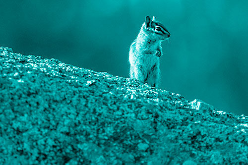 Chipmunk Standing Atop Sloping Fungi Rock (Cyan Shade Photo)