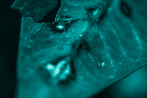 Chipped Vein Decaying Leaf Face (Cyan Shade Photo)