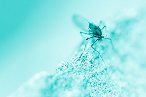 Chironomid Midge Fly Standing Along Rock Edge (Cyan Shade Photo)