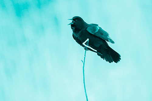 Chirping Red Winged Blackbird Atop Snowy Branch (Cyan Shade Photo)