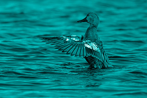 Cinnamon Teal Duck Flaps Wings Among Lake (Cyan Shade)