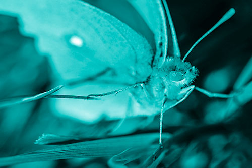 Cloudless Sulphur Butterfly Taking Stance (Cyan Shade)