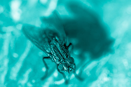Cluster Fly Casting Shadow Among Sunlight (Cyan Shade Photo)
