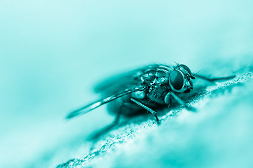 Cluster Fly Perched Among Rock Surface (Cyan Shade Photo)