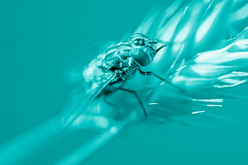 Cluster Fly Rests Atop Grass Blade (Cyan Shade Photo)