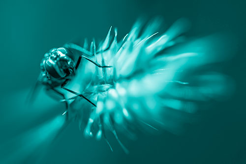 Cluster Fly Rides Plant Top Among Wind (Cyan Shade Photo)