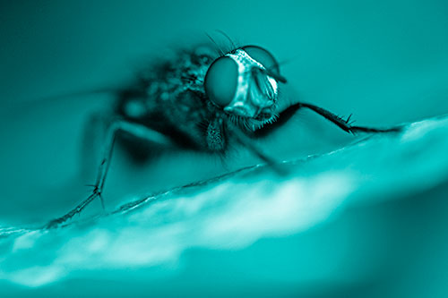 Cluster Fly Standing Atop Dead Sloping Autumn Leaf (Cyan Shade)