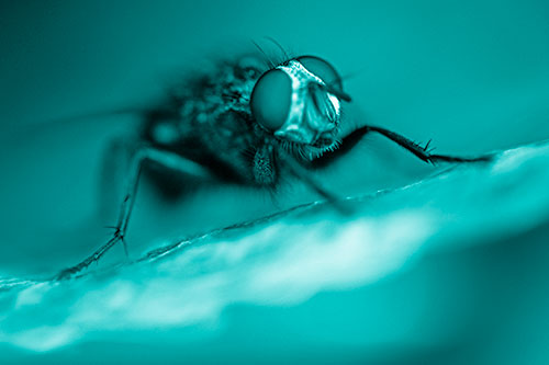 Cluster Fly Standing Atop Dead Sloping Autumn Leaf (Cyan Shade Photo)