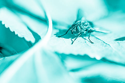 Cluster Fly Standing Atop Stacked Intersecting Leaves (Cyan Shade)