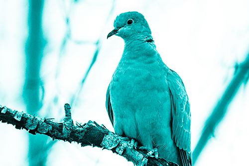 Collared Dove Perched Atop Peeling Tree Branch (Cyan Shade Photo)