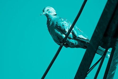 Collared Dove Perched Atop Wire (Cyan Shade Photo)
