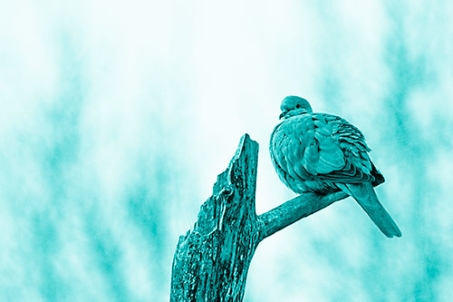 Collared Dove Sitting Atop Broken Tree (Cyan Shade)