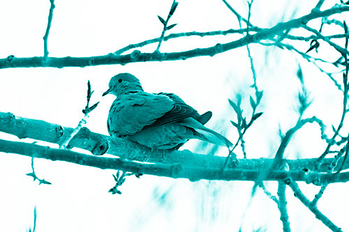 Collared Dove Sitting Atop Tree Branch (Cyan Shade Photo)