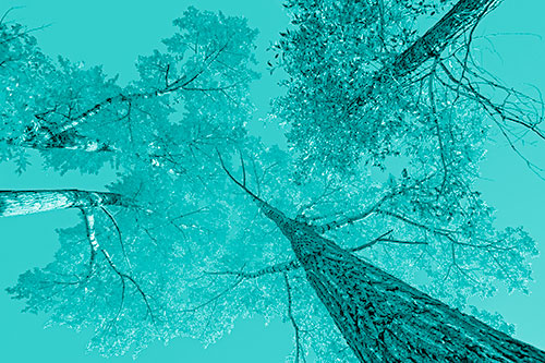 Colorful Towering Autumn Trees Among Clear Sky (Cyan Shade)
