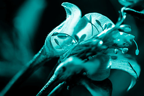 Columbine Flower Face Embracing Sunlight (Cyan Shade)