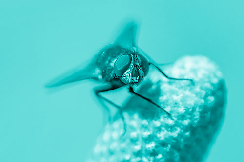 Confused Blow Fly Tilts Head Atop Coneflower (Cyan Shade)