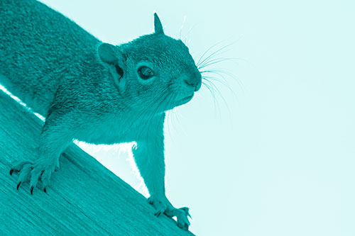 Confused Head Tilting Squirrel Standing Along Wooden Pole (Cyan Shade)