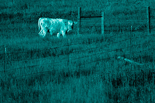 Cow Glances Sideways Beside Barbed Wire Fence (Cyan Shade Photo)