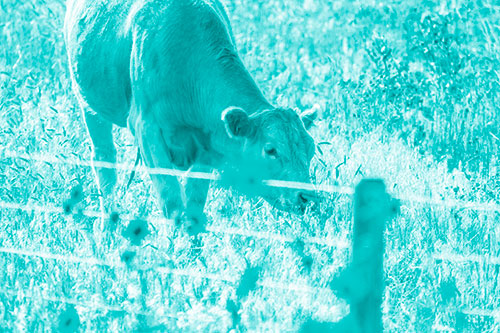 Cow Snacking On Grass Behind Fence (Cyan Shade Photo)