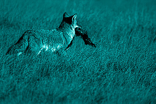 Coyote Heads Towards Forest Carrying Dead Animal Carcass (Cyan Shade Photo)